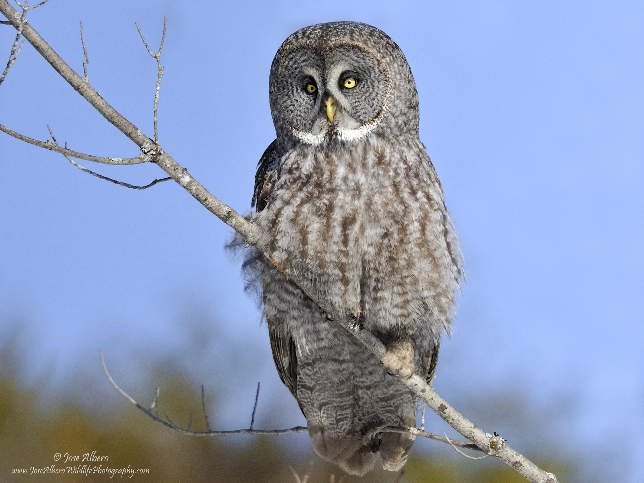 Nikon AF-S Nikkor 500mm F4D ED-IF II sample photo. Great gray owl photography