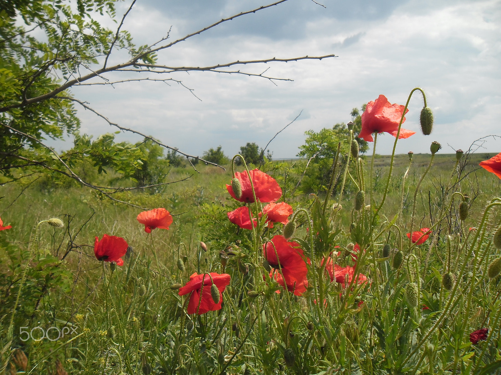 Samsung ES90/ ES91 sample photo. Мак самосе́йка (papaver rhoeas) photography