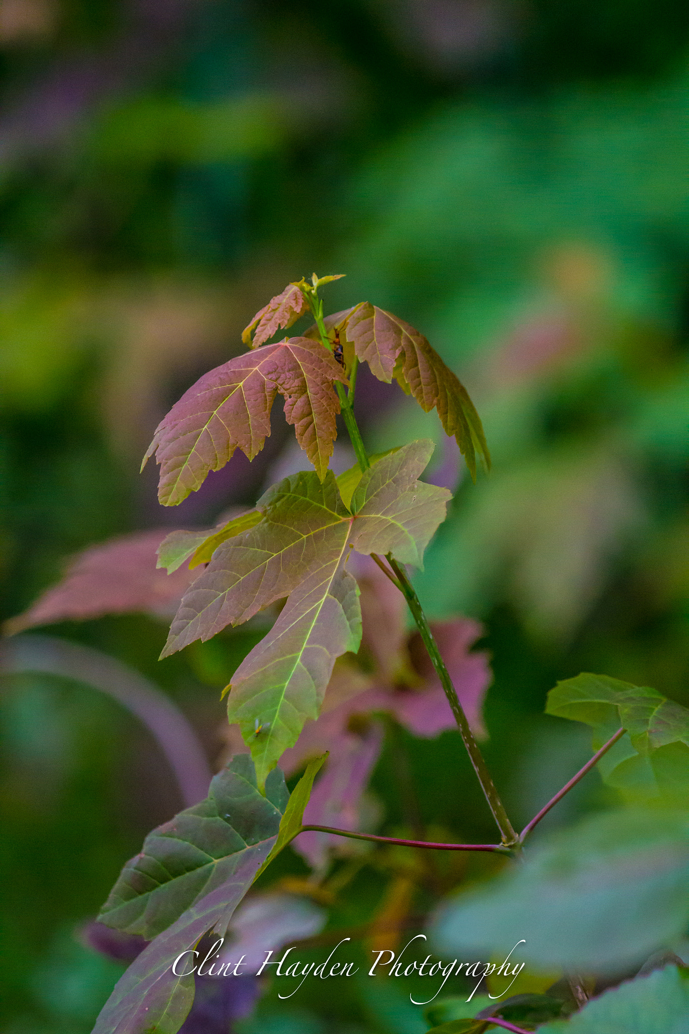 Canon EF 100-400mm F4.5-5.6L IS USM sample photo. Untitled photography