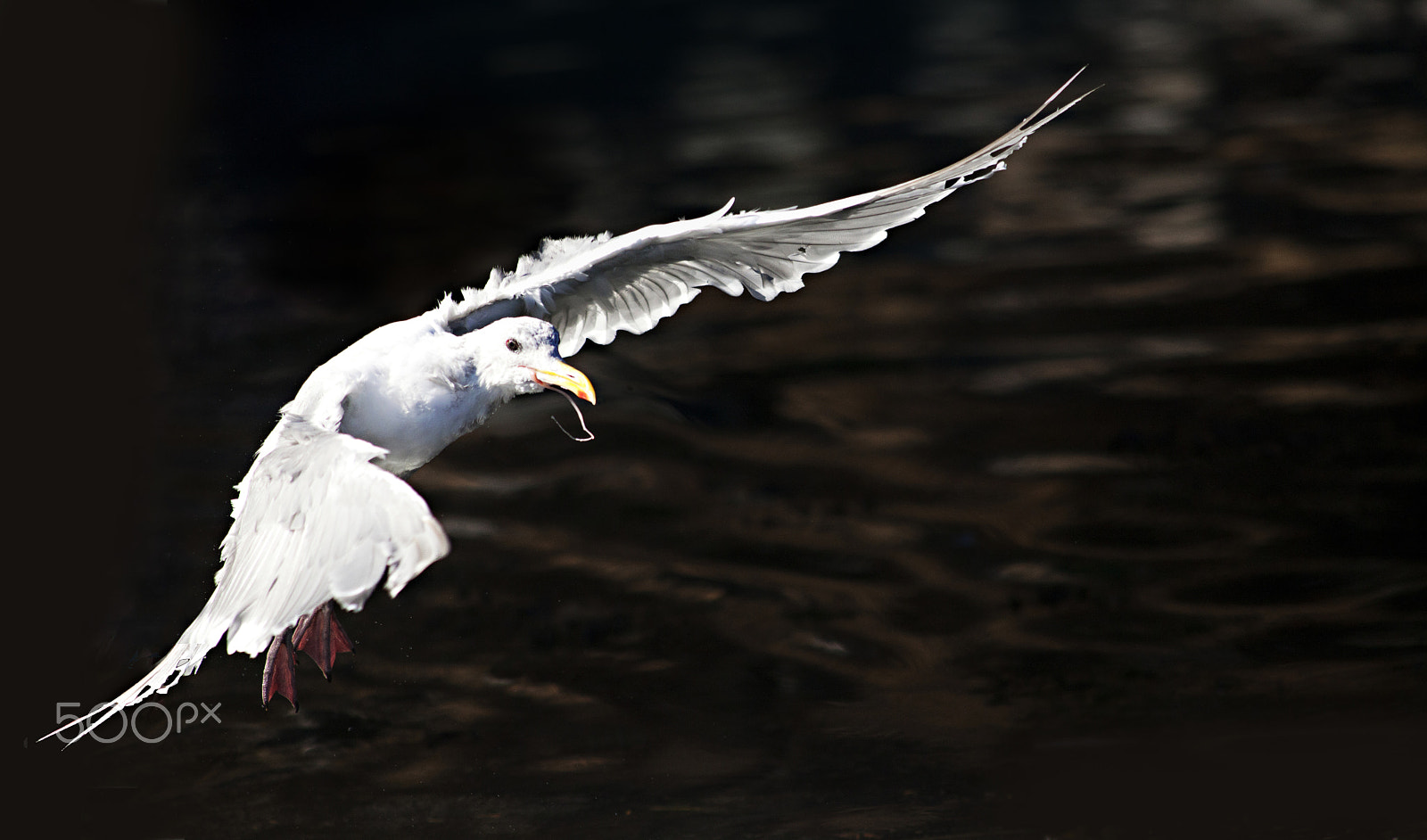 Canon EF 200mm f/2.8L II + 2x sample photo. Early bird photography