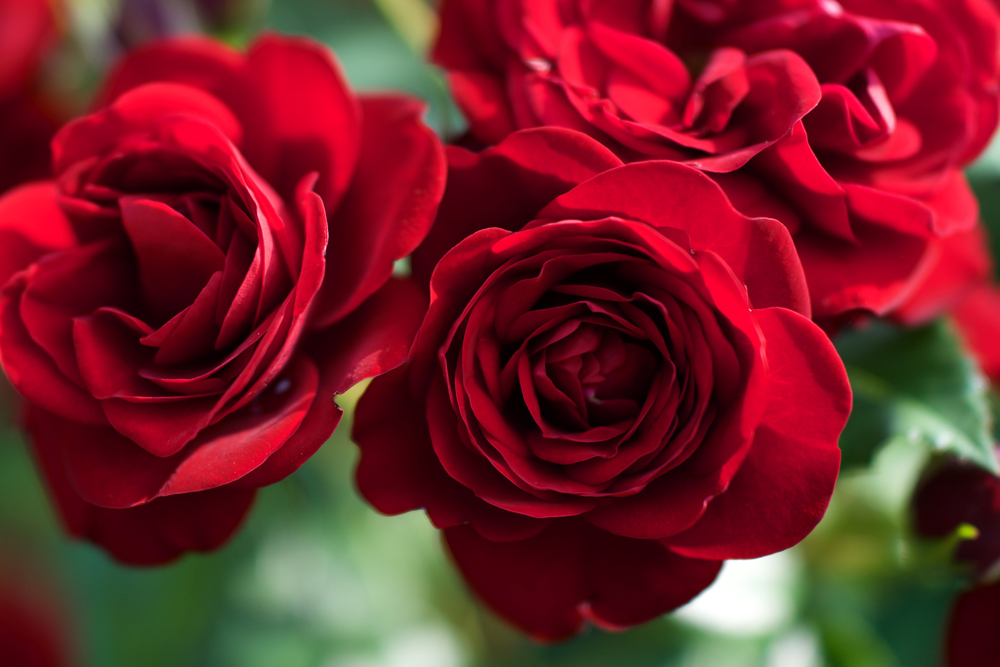 Sony Cyber-shot DSC-RX1 + Sony 35mm F2.0 sample photo. Roses photography
