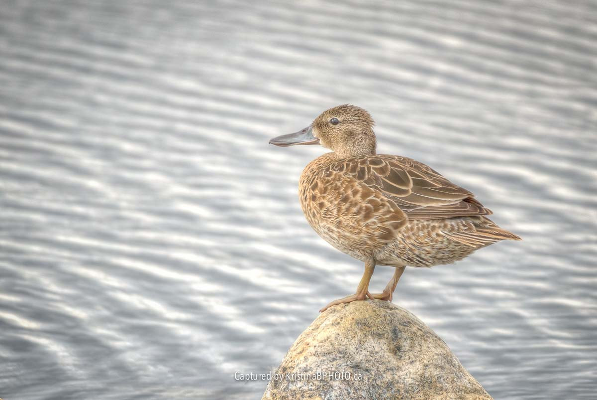 Nikon AF-S Nikkor 200-500mm F5.6E ED VR sample photo. Quacker! photography