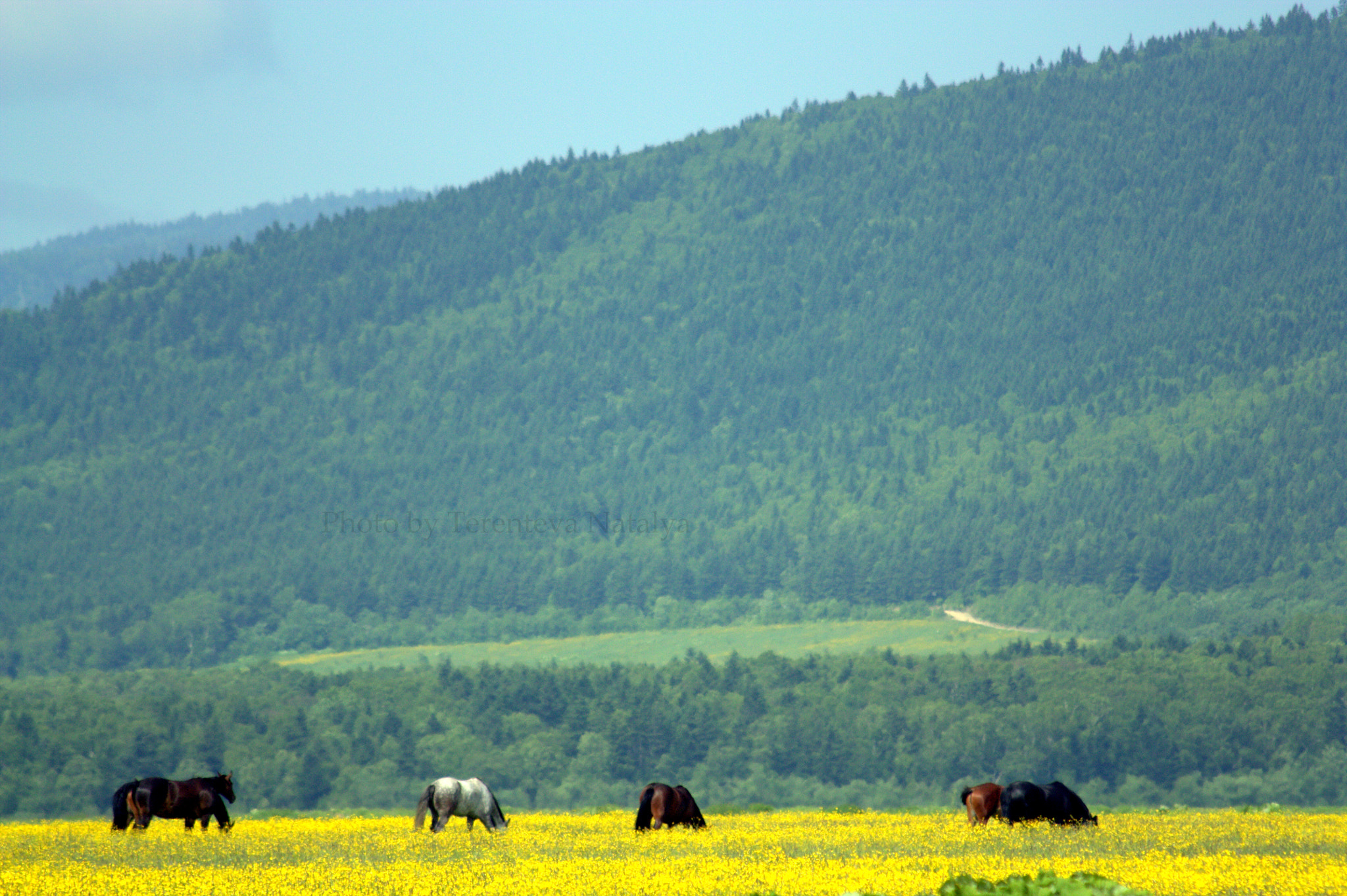 Canon EF 70-300mm F4-5.6 IS USM sample photo. Под сопкой photography