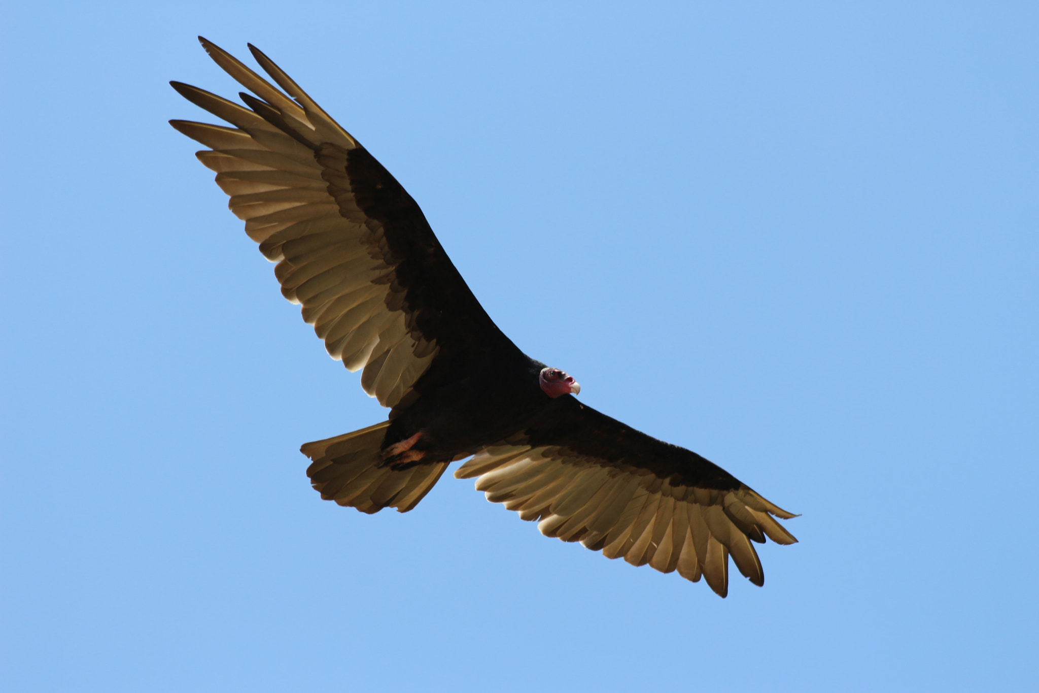 Canon EF 70-300mm F4-5.6 IS USM sample photo. Urubu photography