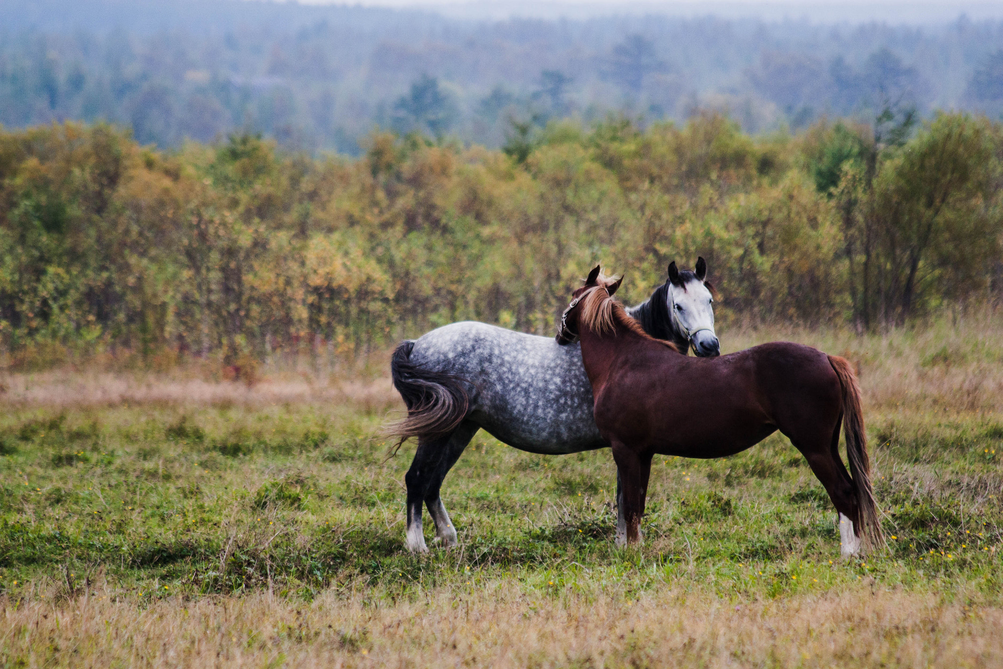 Canon EF 70-300mm F4-5.6 IS USM sample photo. Встреча в поле photography
