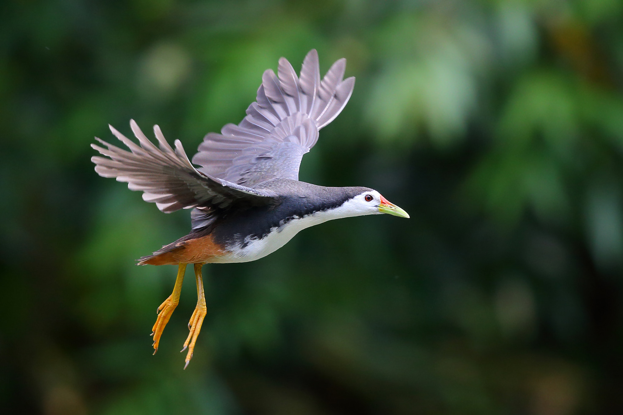 Canon EF 300mm F2.8L IS II USM sample photo. Fly photography