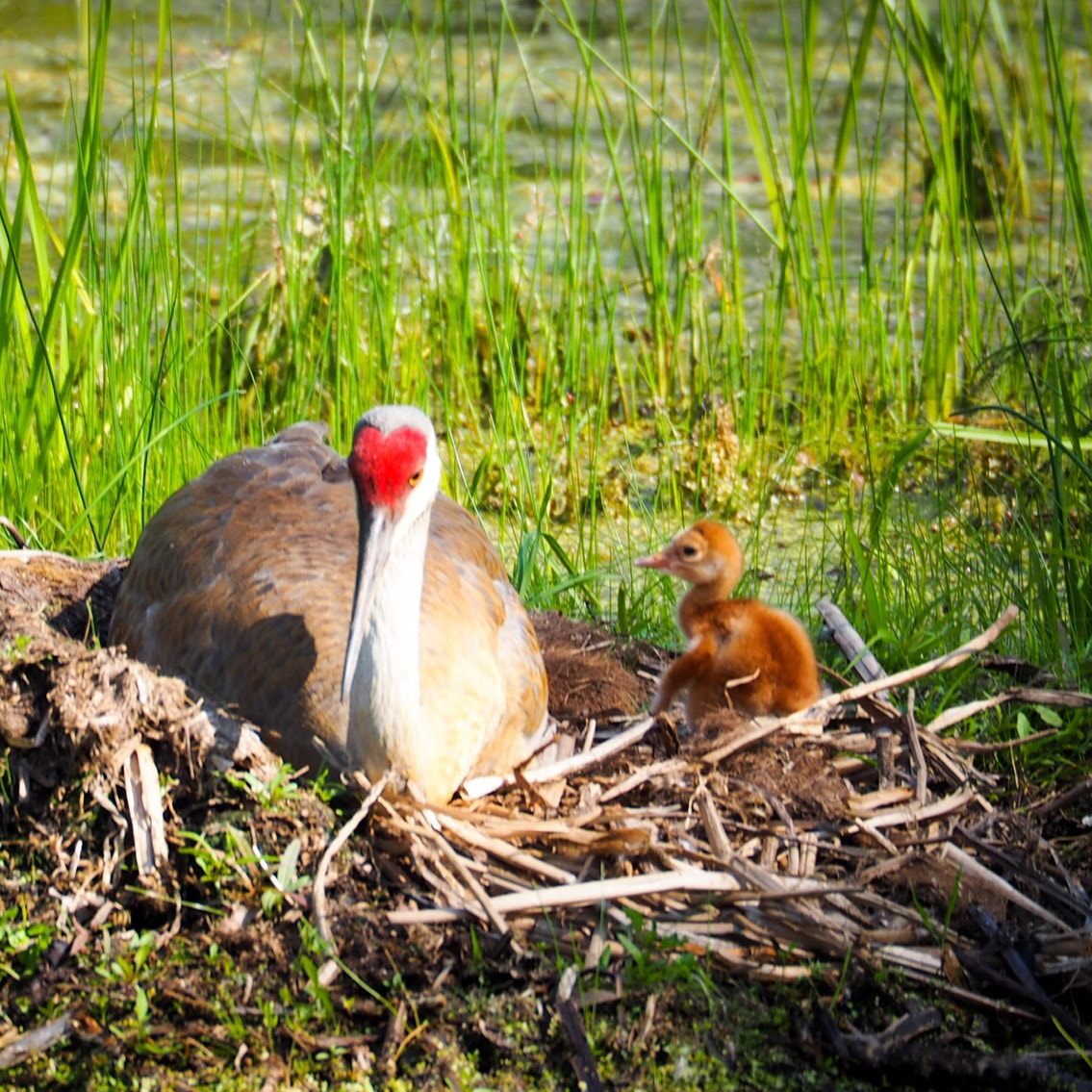 Olympus OM-D E-M10 sample photo. Sandhill craine photography