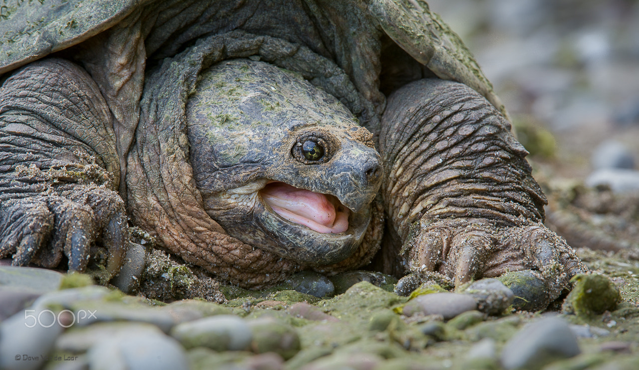 Nikon AF-S Nikkor 200-400mm F4G ED-IF VR sample photo. Snapping turtle photography