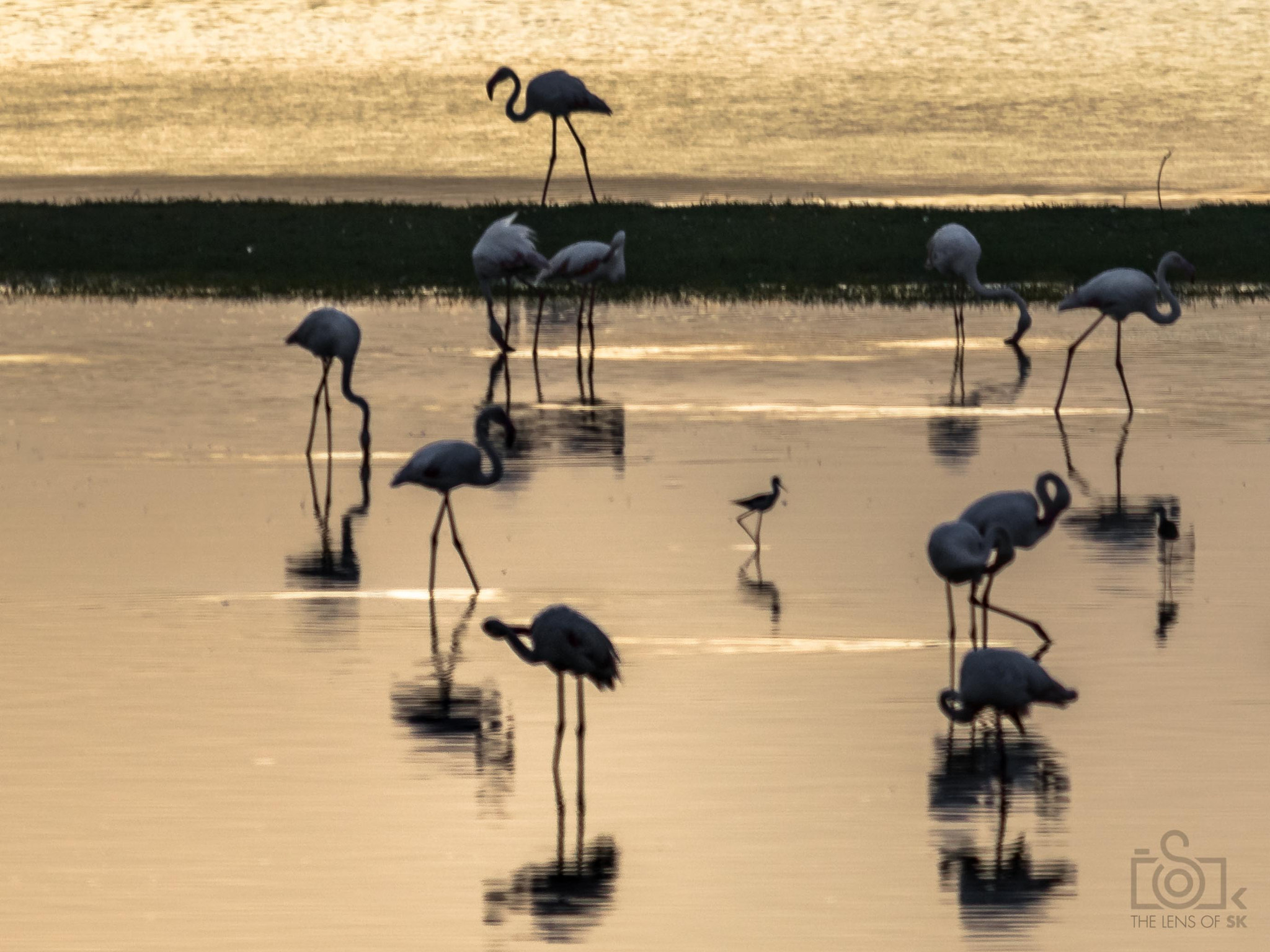 Sigma 150-500mm F5-6.3 DG OS HSM sample photo. Flamingos photography