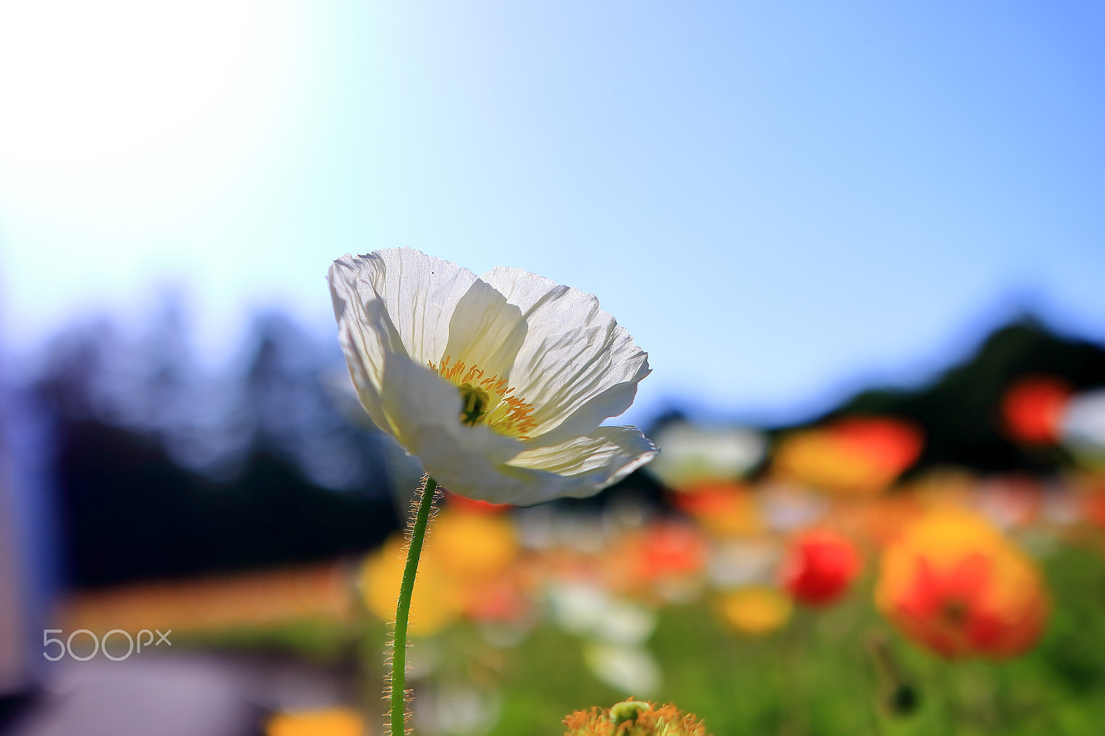 Sigma 18-35mm f/1.8 DC HSM sample photo. Poppy photography