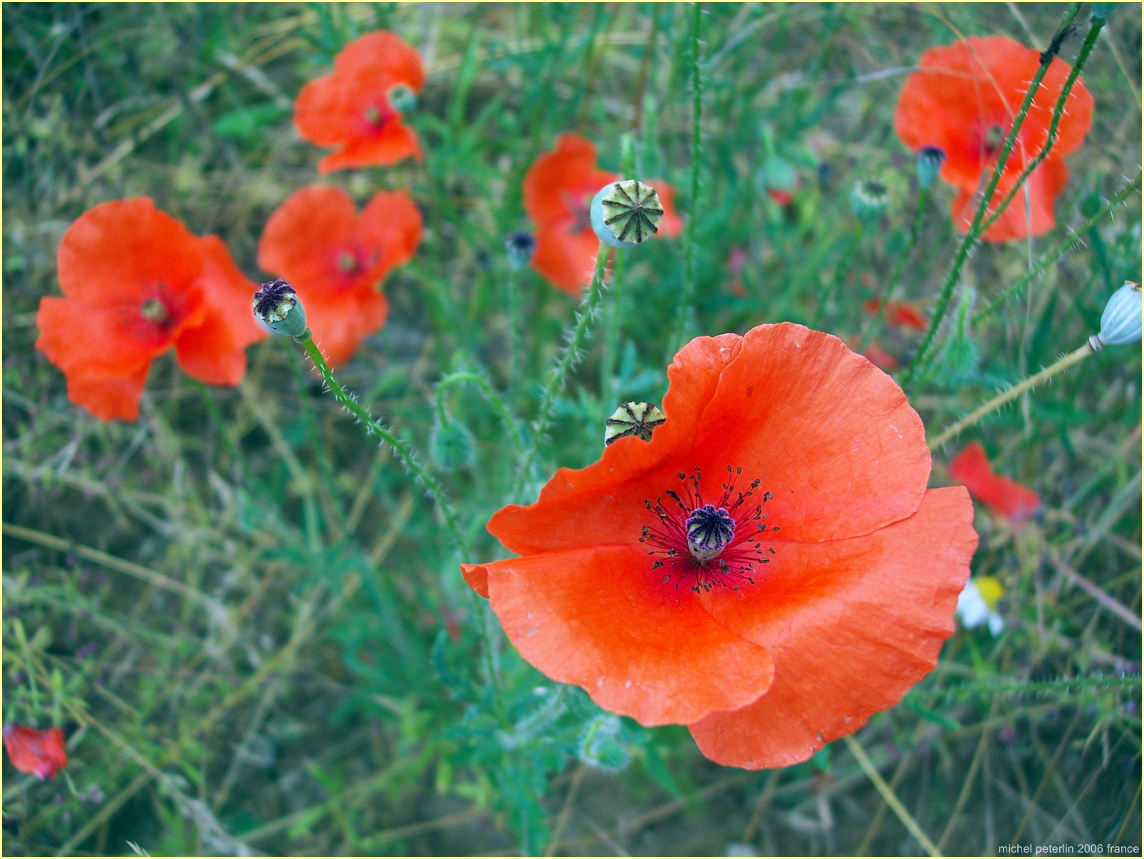 Kodak DX7630 ZOOM DIGITAL CAMERA sample photo. France coquelicots (copy) + photography
