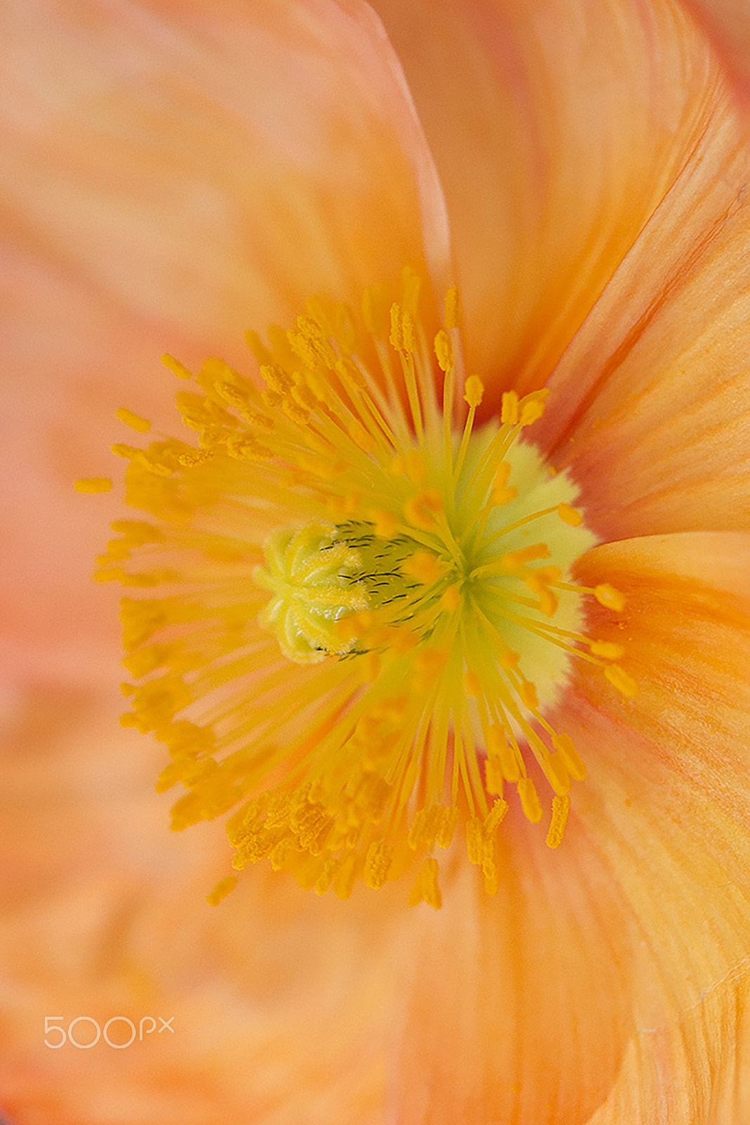 Nikon AF-S Micro-Nikkor 60mm F2.8G ED sample photo. Oranges and lemons photography