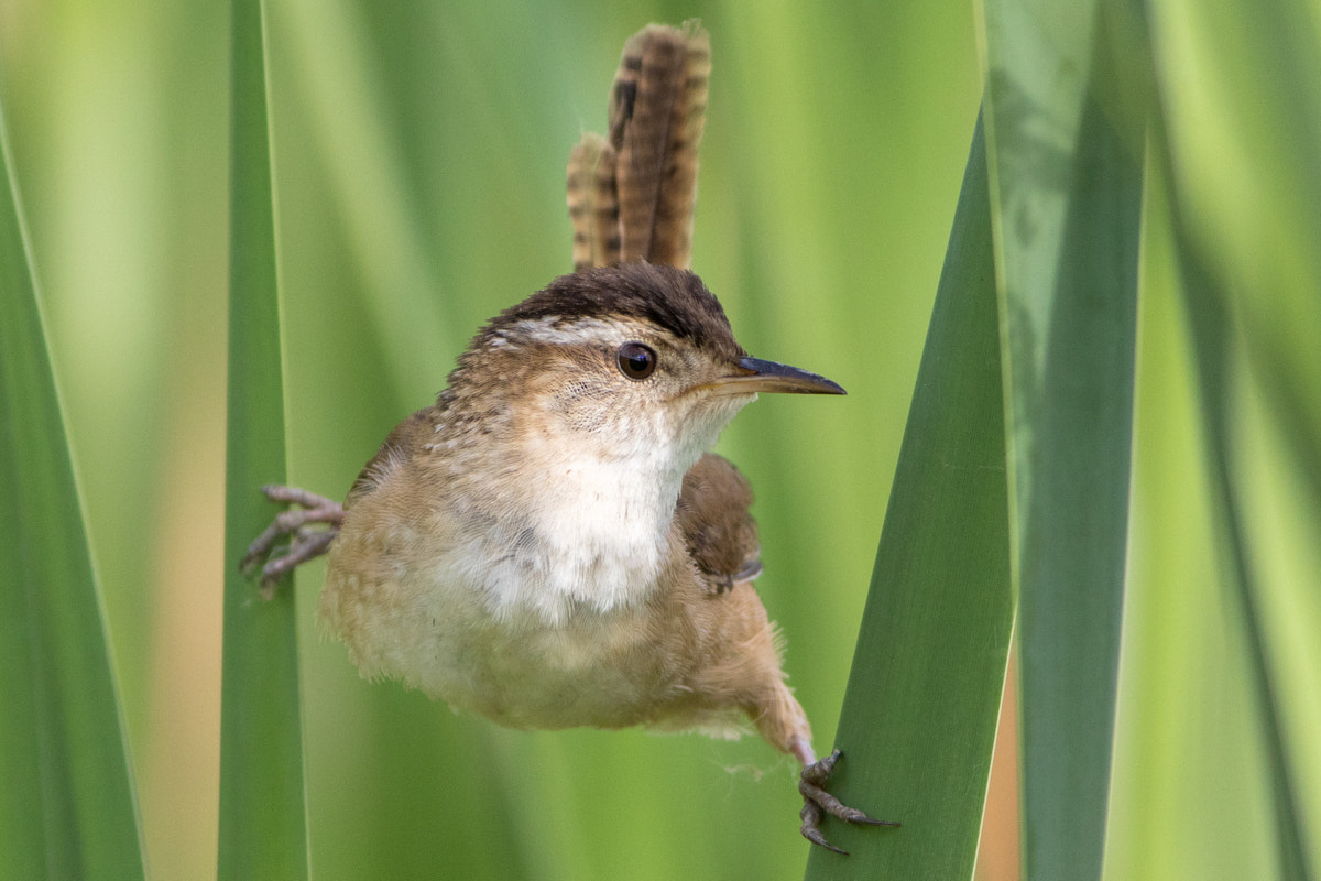 Canon EF 200-400mm F4L IS USM Extender 1.4x sample photo. Marsh wren photography
