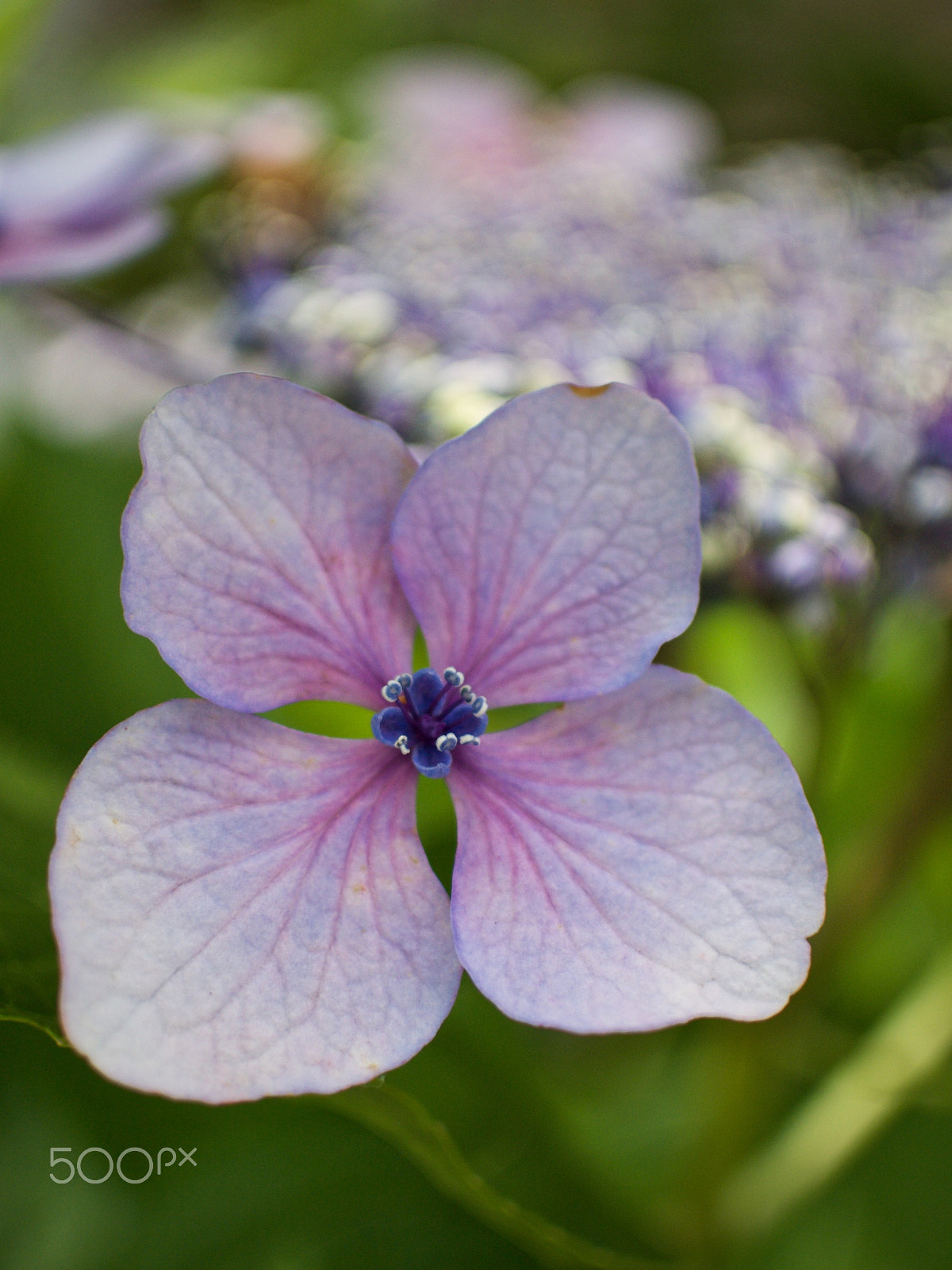 Nikon 1 J2 + Nikon 1 Nikkor 18.5mm F1.8 sample photo. Hydrangea photography