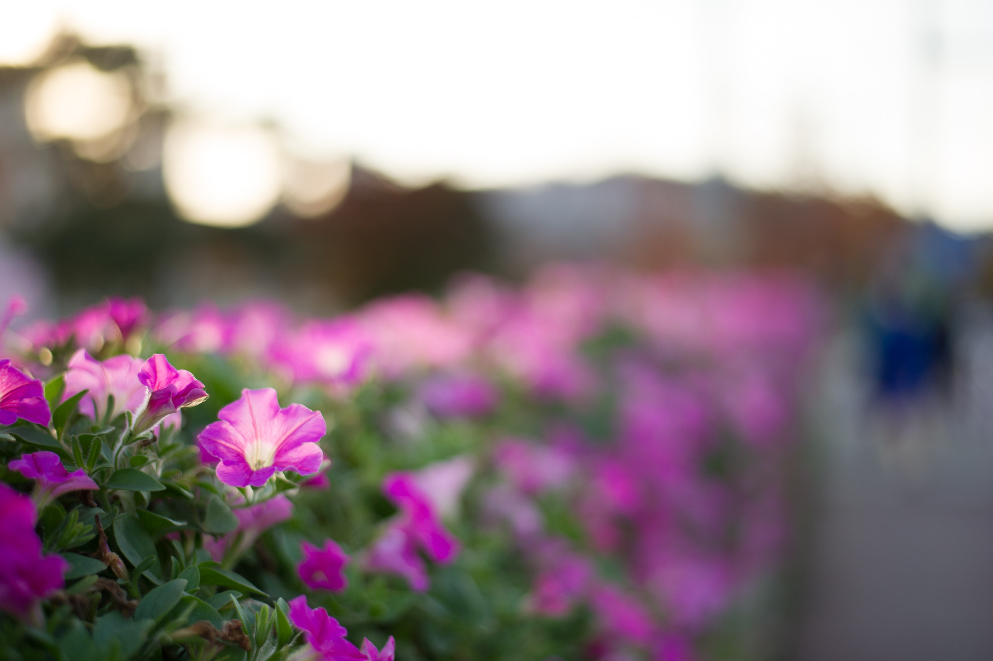 Nikon D3S + Nikon AF-S Nikkor 50mm F1.8G sample photo. Morning glory someday afternoon photography
