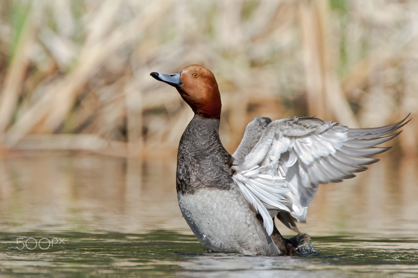 Canon EOS 7D + Canon EF 300mm F2.8L IS USM sample photo. Redhead photography