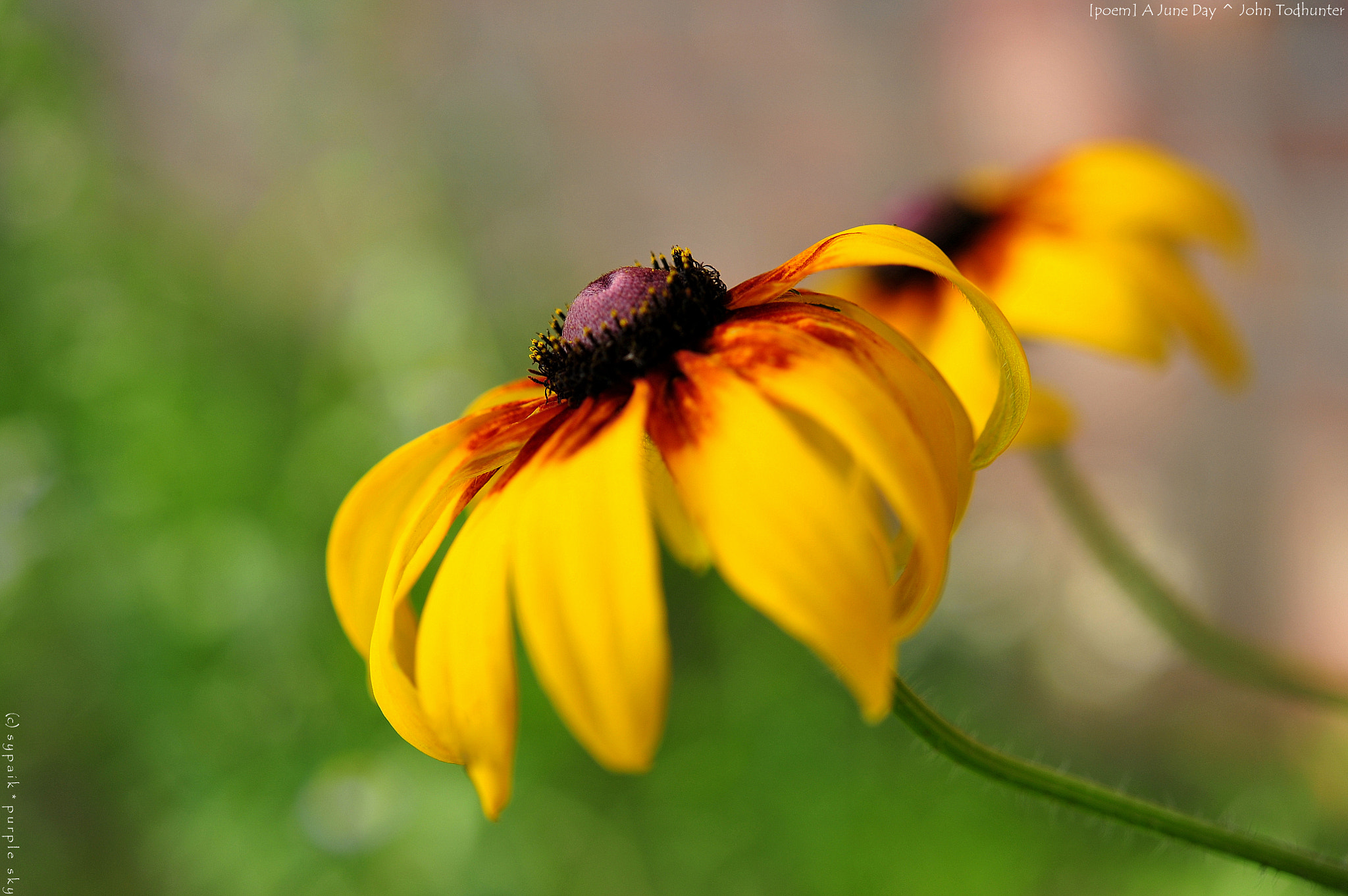 Nikon AF-S Micro-Nikkor 60mm F2.8G ED sample photo. A june day ii photography