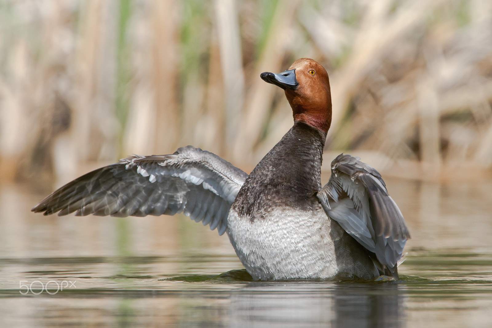 Canon EOS 7D + Canon EF 300mm F2.8L IS USM sample photo. Redhead photography