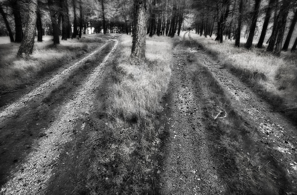 Canon EOS-1Ds sample photo. Different paths photography
