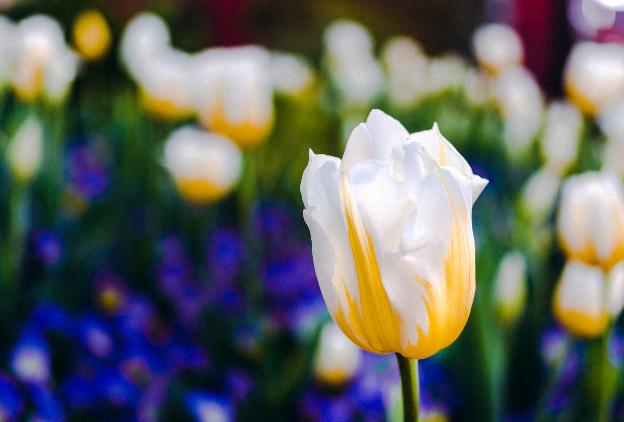 Pentax K-5 + Pentax smc DA 35mm F2.4 AL sample photo. White/yellow tulip photography