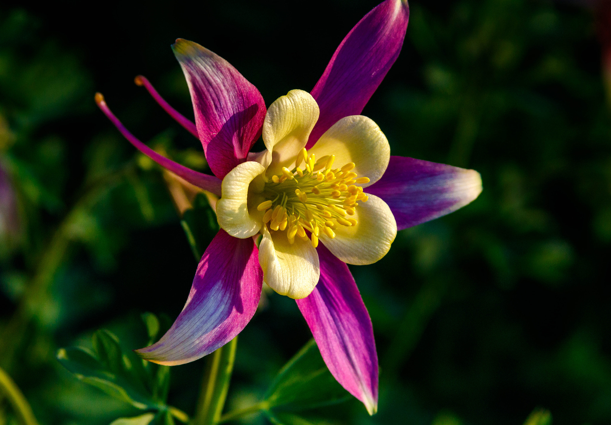 Canon EF 28-135mm F3.5-5.6 IS USM sample photo. Sunning columbine photography