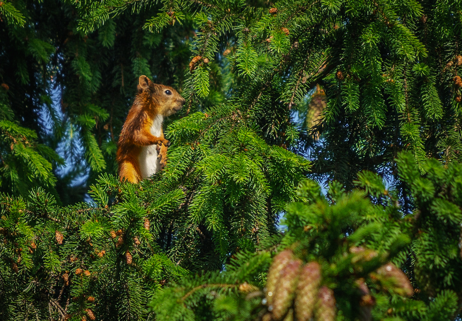 Sony a6300 + Sony FE 70-200mm F4 G OSS sample photo. Еловая зарисовка photography