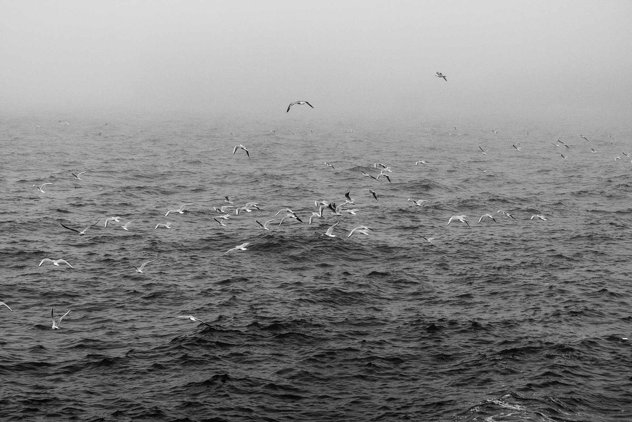 Canon EOS 40D sample photo. Seagulls photography