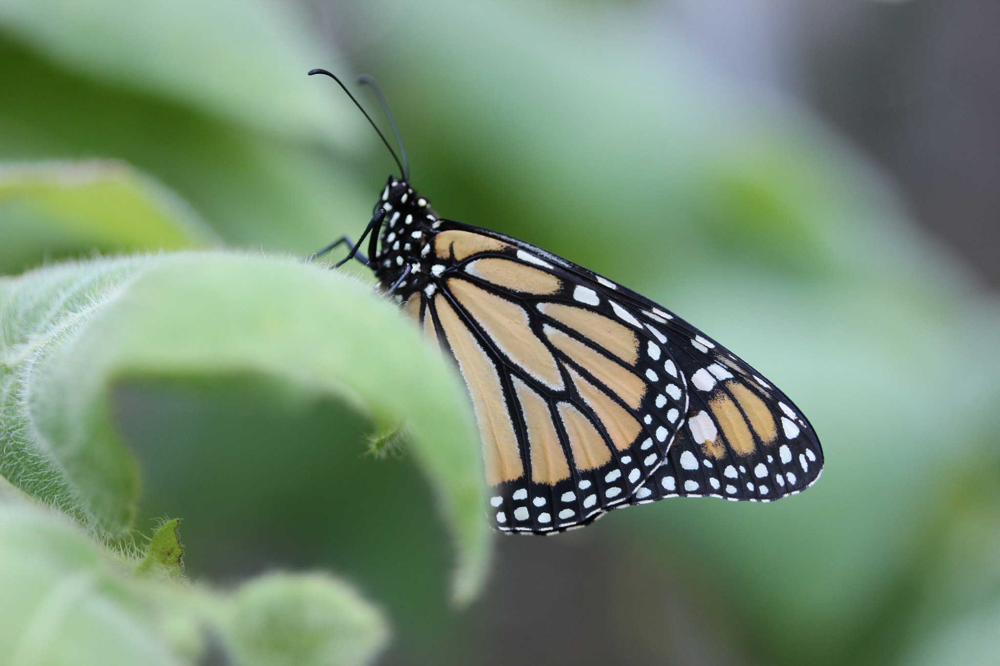 Canon EF-S 60mm F2.8 Macro USM sample photo. Monarch butterfly photography