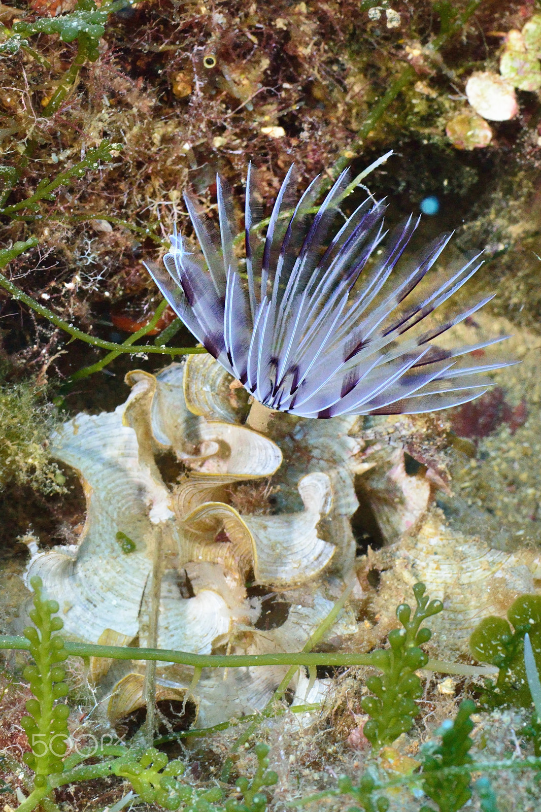 Nikon D800E sample photo. Feather duster worm photography