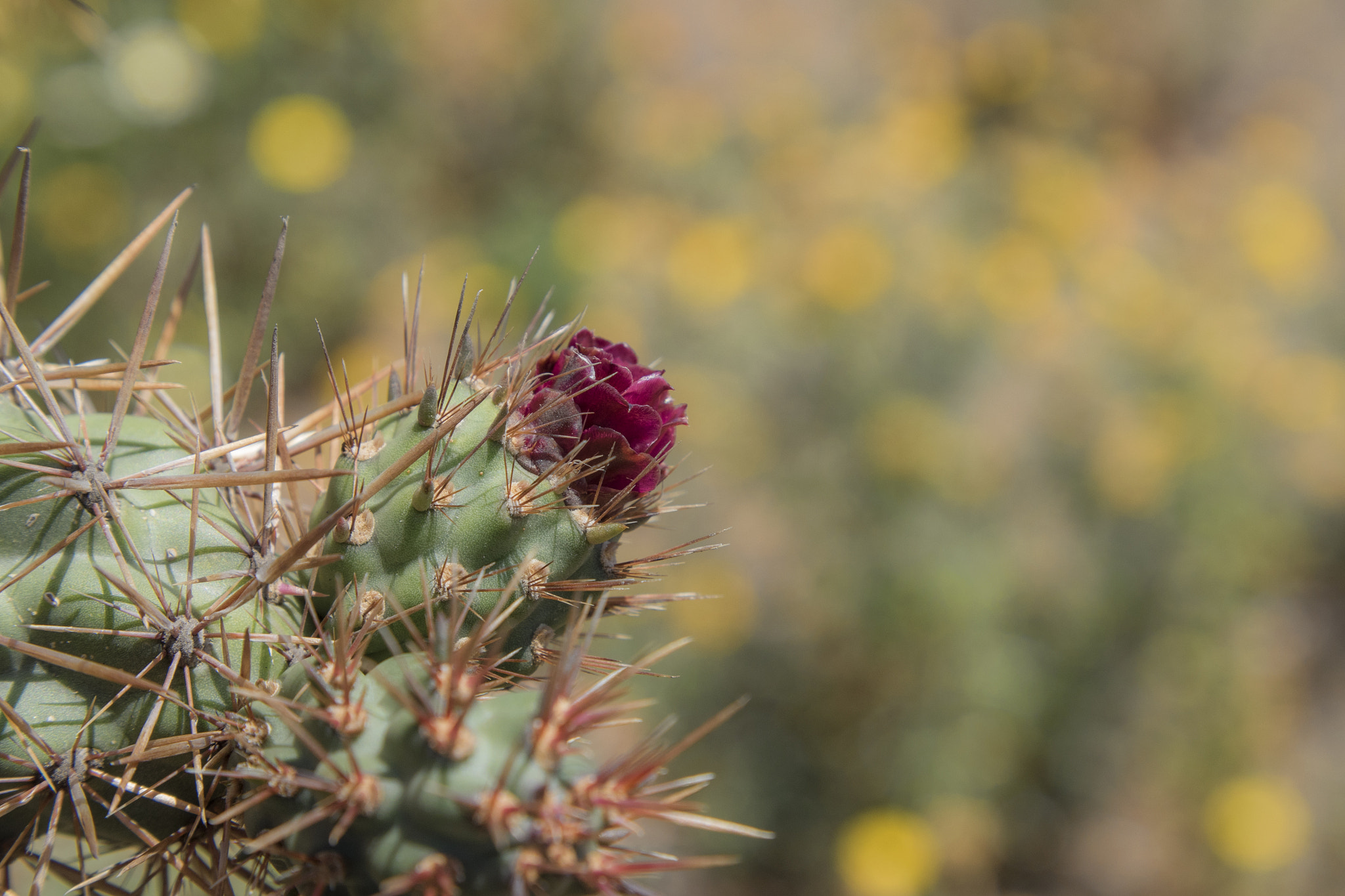 Panasonic Lumix DMC-GH4 + Canon EF 24-105mm F4L IS USM sample photo. Prickly beauty photography