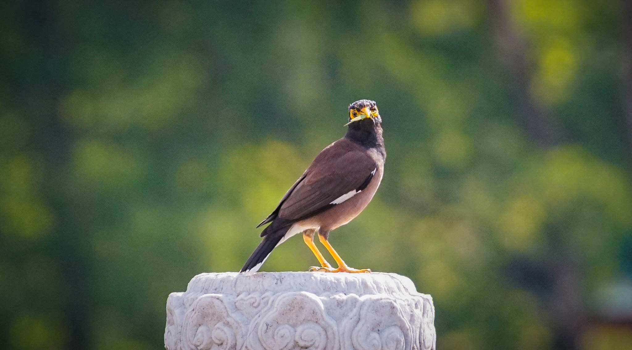 Minolta AF 300mm F2.8 HS-APO G sample photo