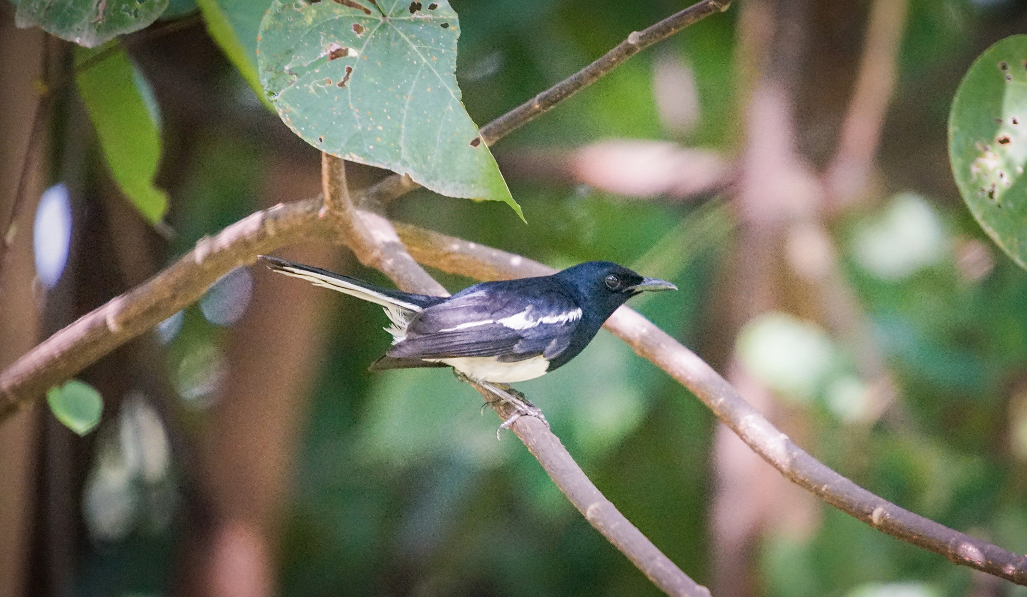 Minolta AF 300mm F2.8 HS-APO G sample photo