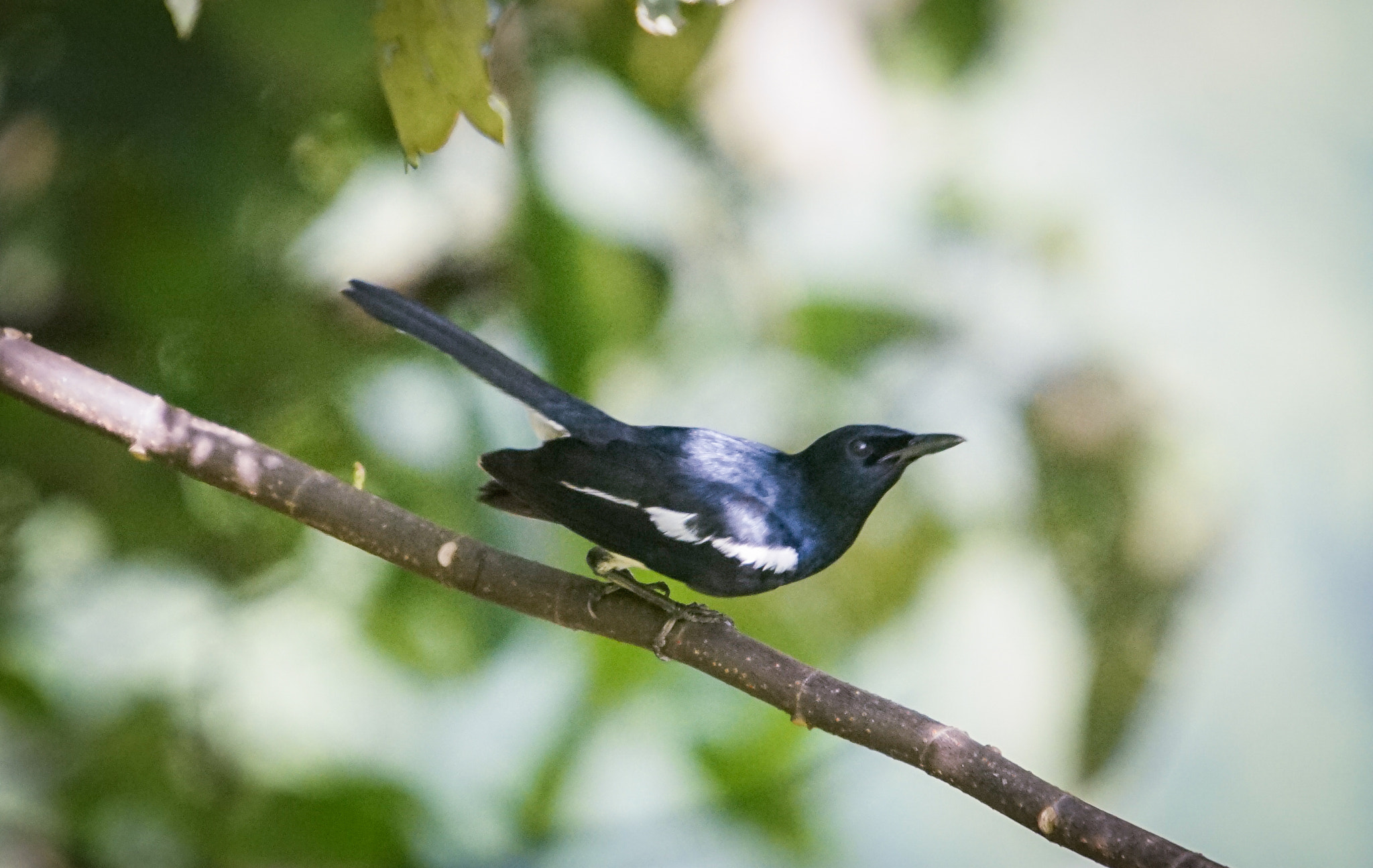 Minolta AF 300mm F2.8 HS-APO G sample photo