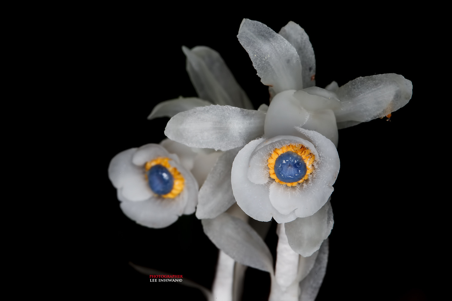 Canon EOS-1Ds Mark III + Canon EF 100mm F2.8L Macro IS USM sample photo. Blue eye's indian pipe photography