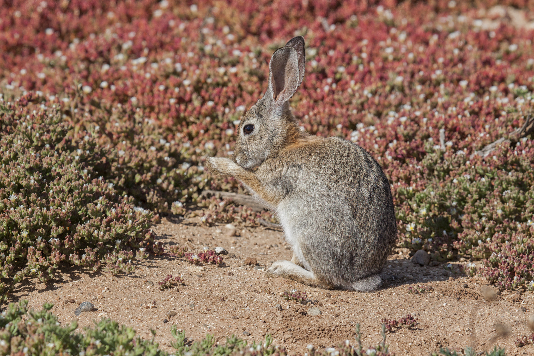 Canon EF 100-400mm F4.5-5.6L IS USM sample photo. Thumper photography