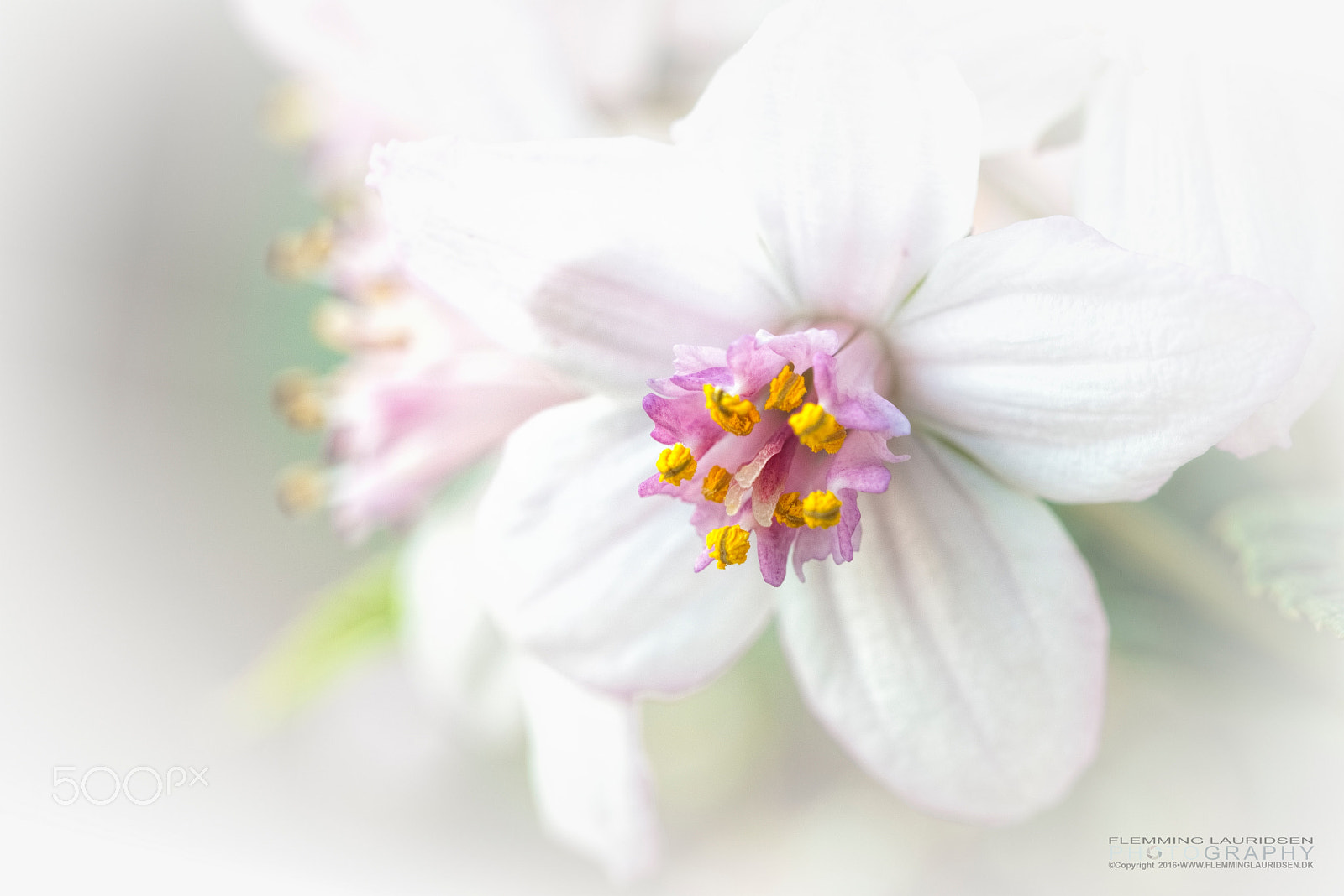 Sigma 150mm F2.8 EX DG OS Macro HSM sample photo. Dreamy flowwer photography
