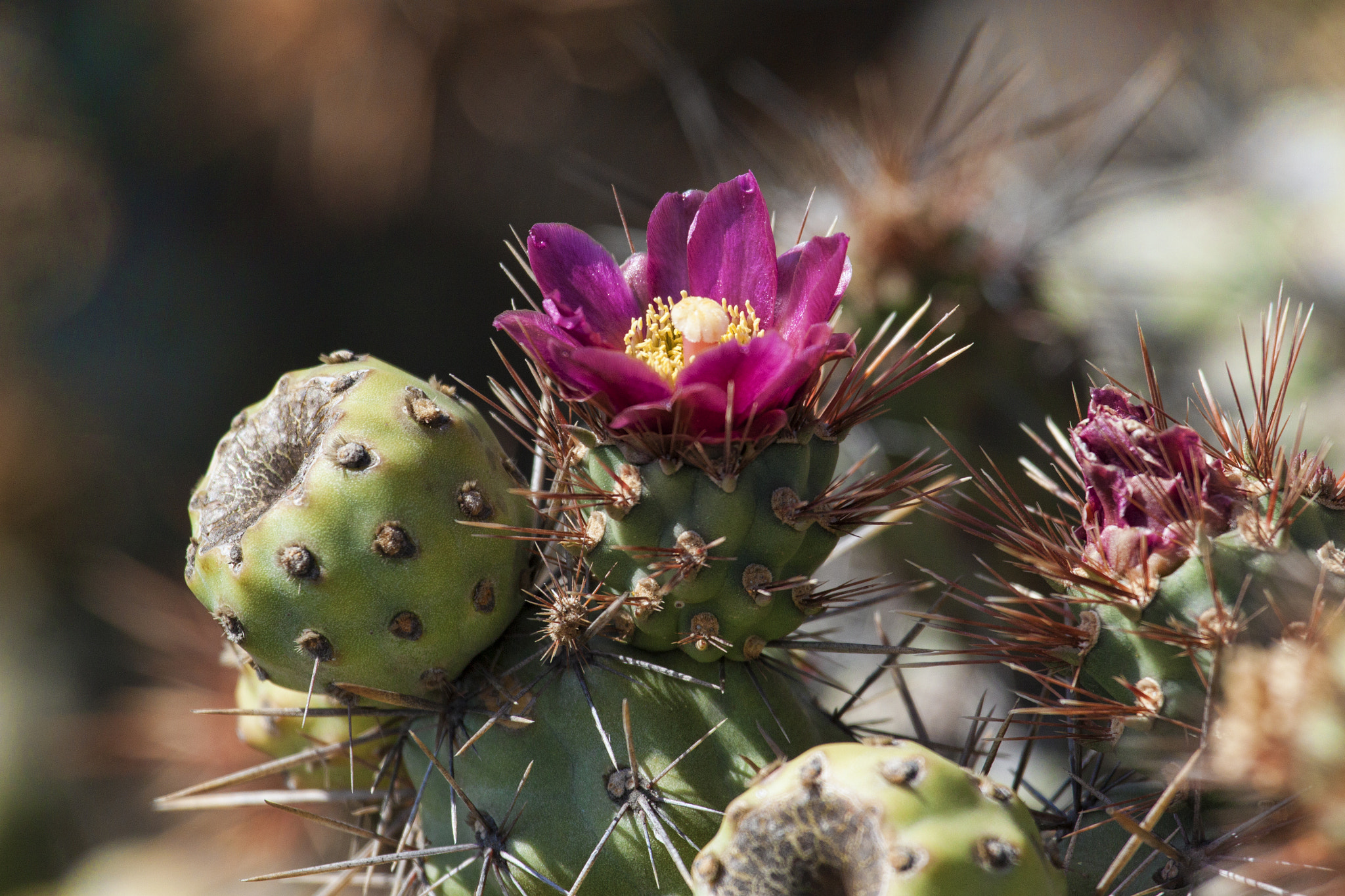 Canon EF 100-400mm F4.5-5.6L IS USM sample photo. Prickly beauty photography