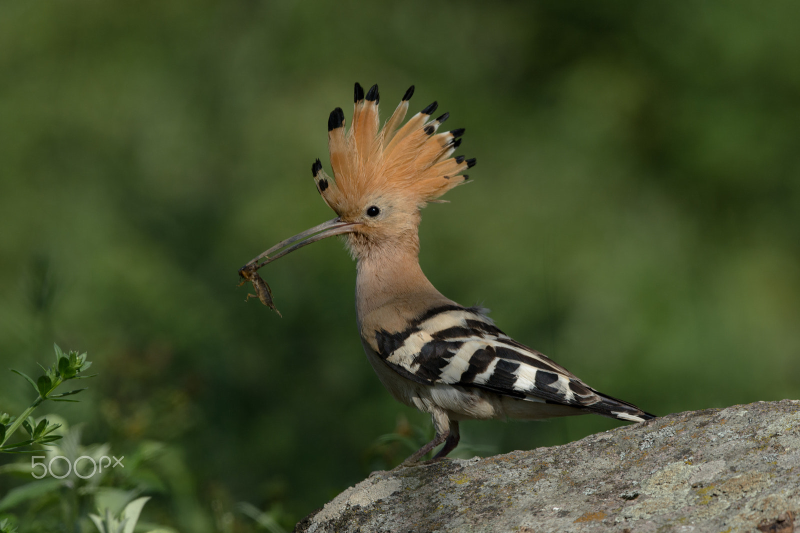 Nikon D7100 + Nikon AF-S Nikkor 500mm F4G ED VR sample photo. Hoopoe - wiedehopf (upupa epops) photography