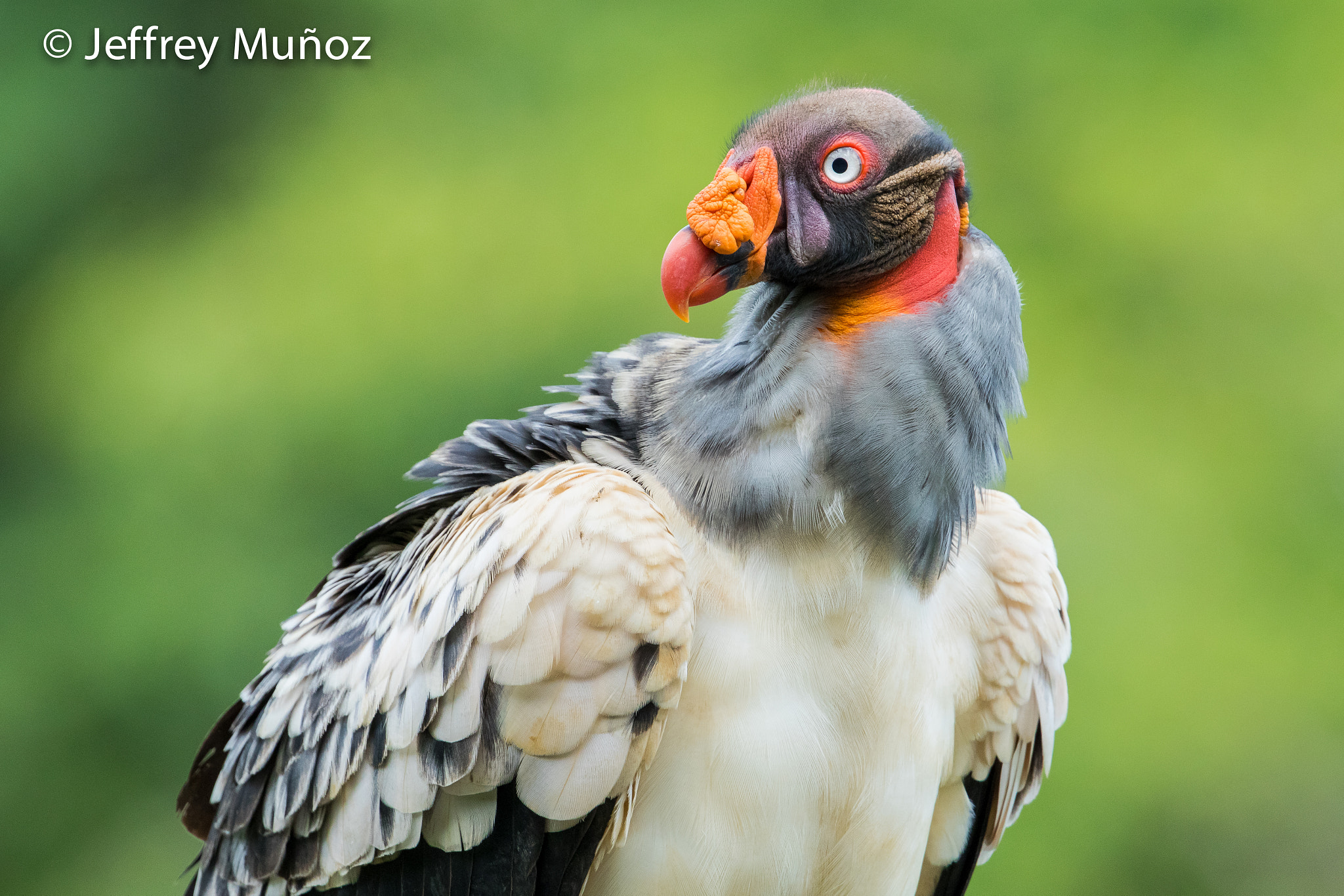 Canon EF 300mm F2.8L IS II USM sample photo. King vulture photography