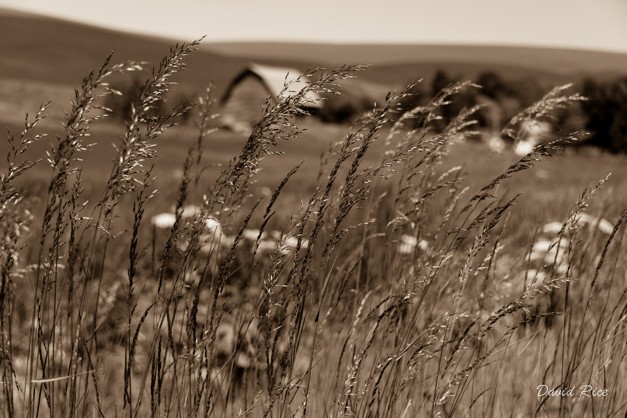 Nikon D5 sample photo. Palouse wheat with barn photography