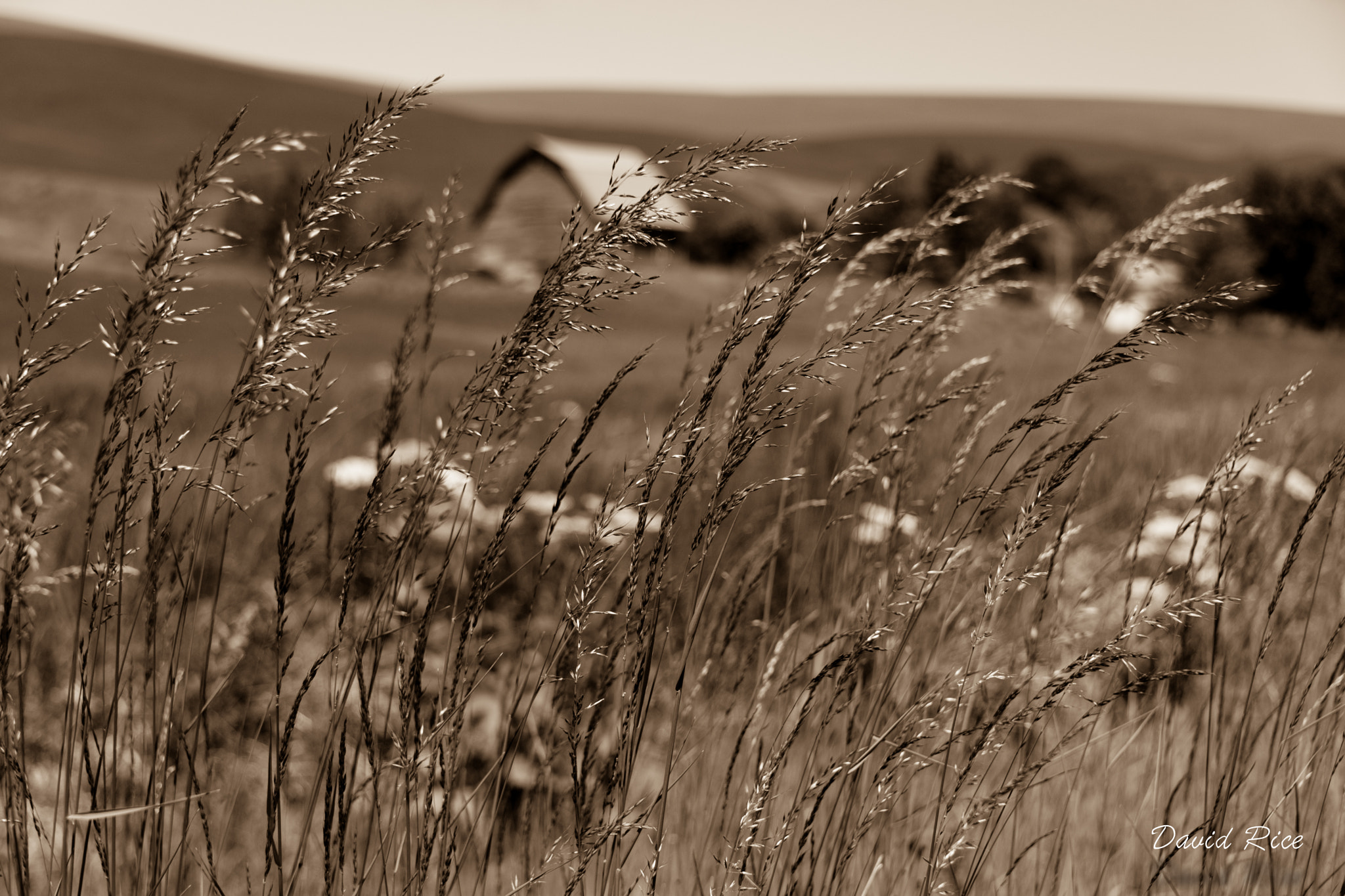 Nikon D5 + Nikon AF-S Nikkor 28-300mm F3.5-5.6G ED VR sample photo. Palouse wheat with barn photography