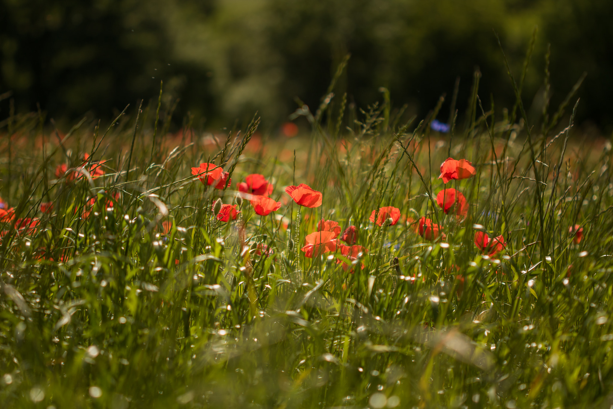 Canon EOS 760D (EOS Rebel T6s / EOS 8000D) + Canon EF 100mm F2.8 Macro USM sample photo. Poppies field photography