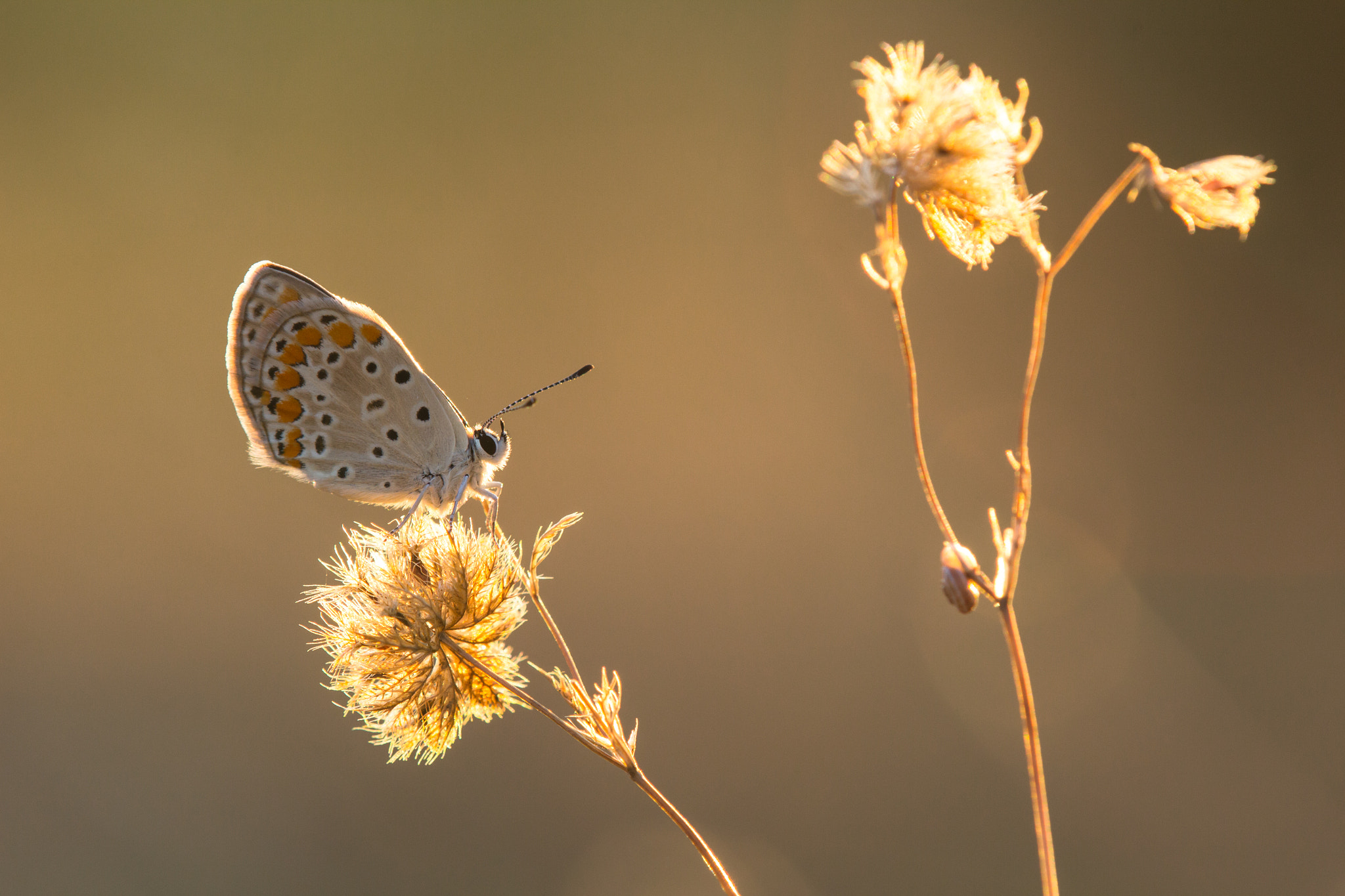Tamron SP AF 180mm F3.5 Di LD (IF) Macro sample photo. Common blue photography