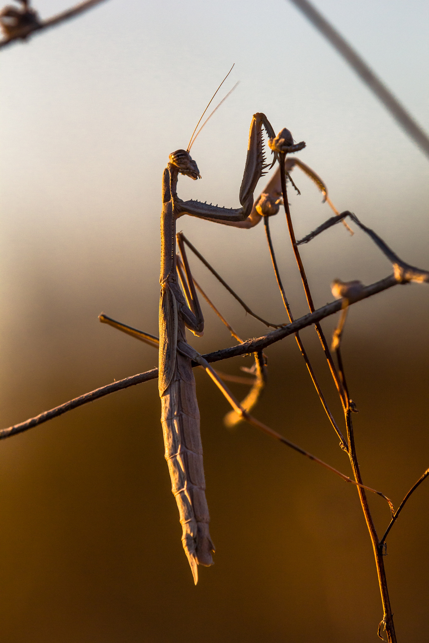 Tamron SP AF 180mm F3.5 Di LD (IF) Macro sample photo. Mantis photography