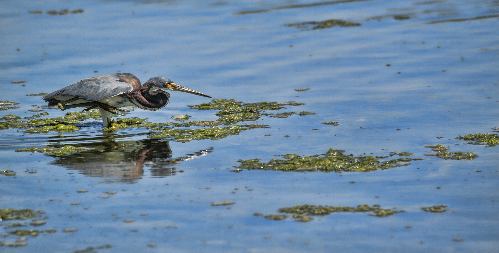 Canon EF 100-400mm F4.5-5.6L IS USM sample photo. Heron hunting photography