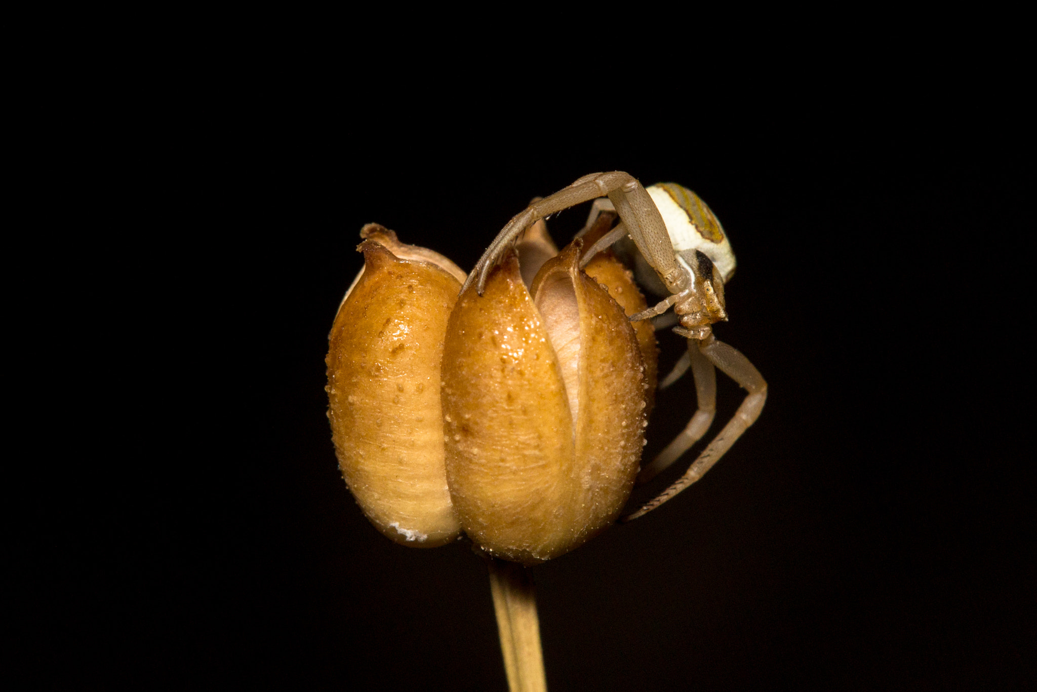 Tamron SP AF 180mm F3.5 Di LD (IF) Macro sample photo. Spider photography