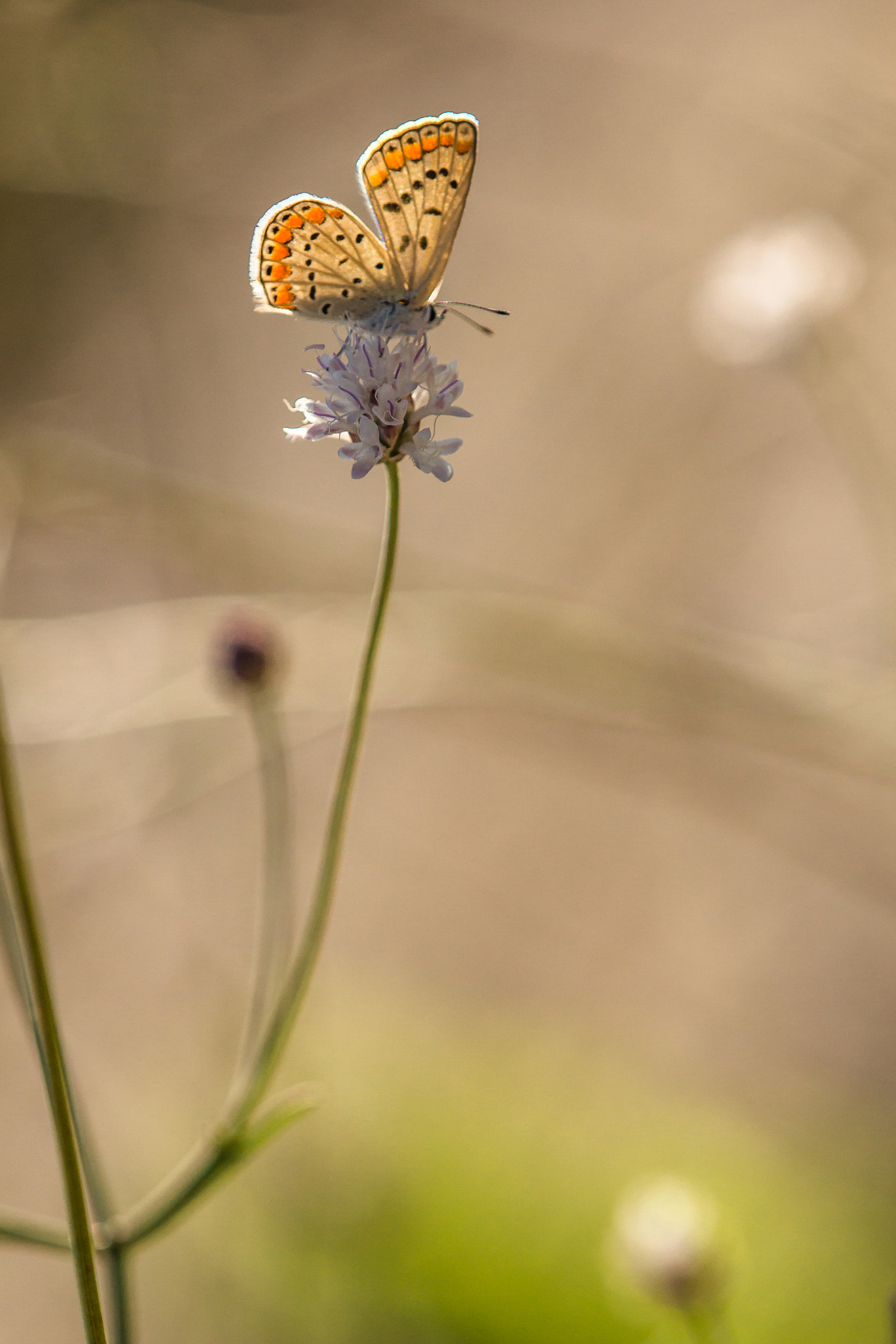Tamron SP AF 180mm F3.5 Di LD (IF) Macro sample photo. Common blue photography