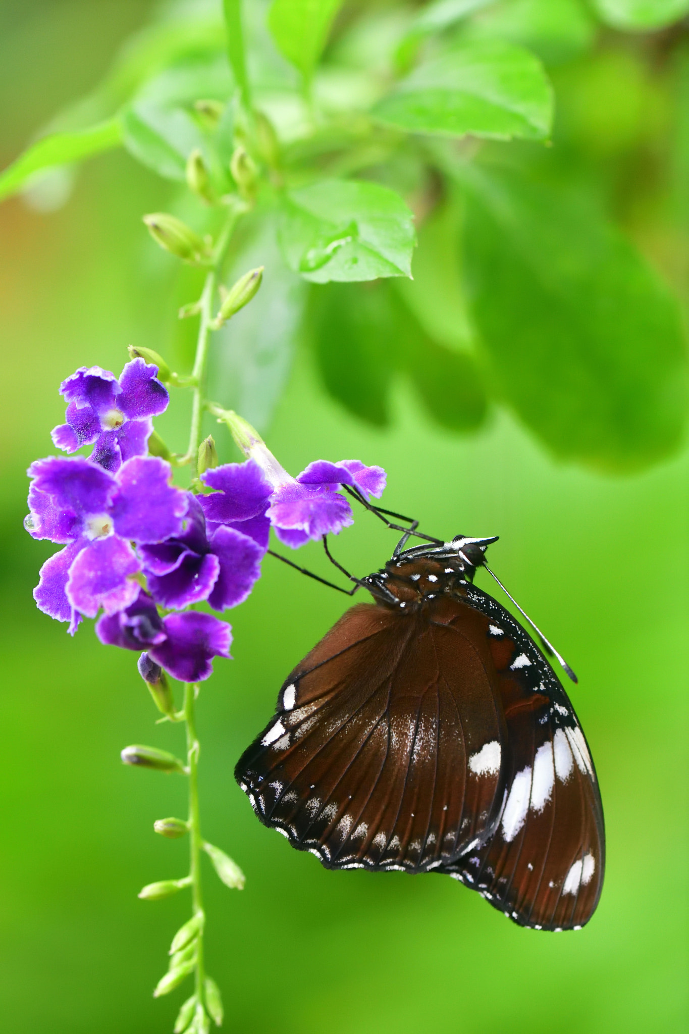 Nikon D5 sample photo. Dry my wings photography