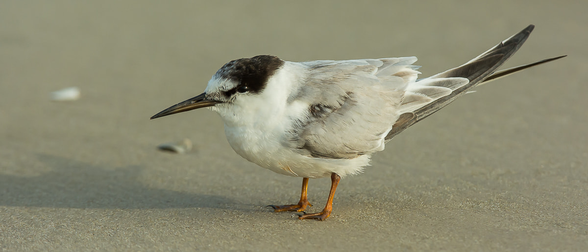 Nikon AF-S Nikkor 200-400mm F4G ED-IF VR sample photo. Saunders tern photography