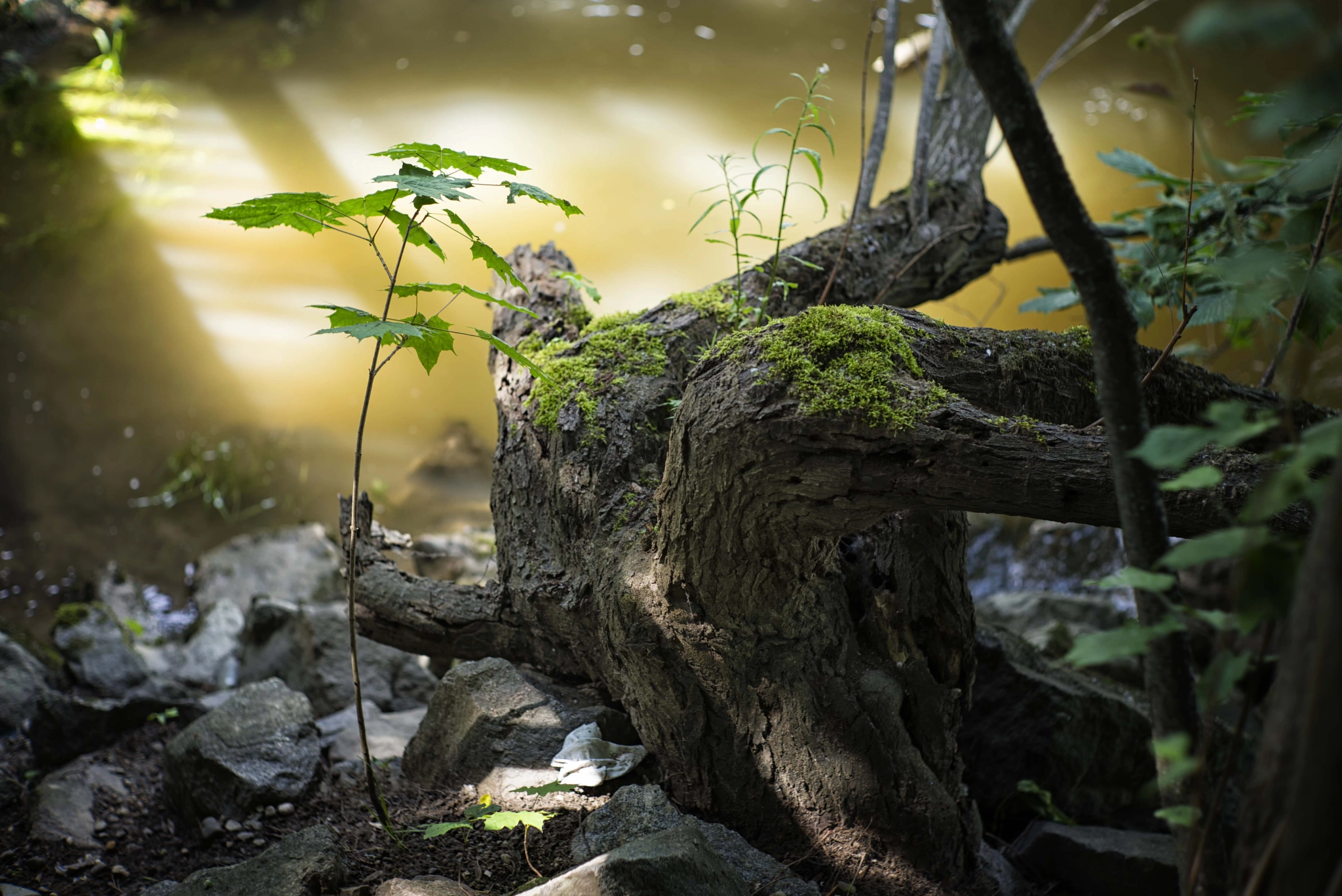 Summilux-M 1:1.4/50 sample photo. Saplings photography
